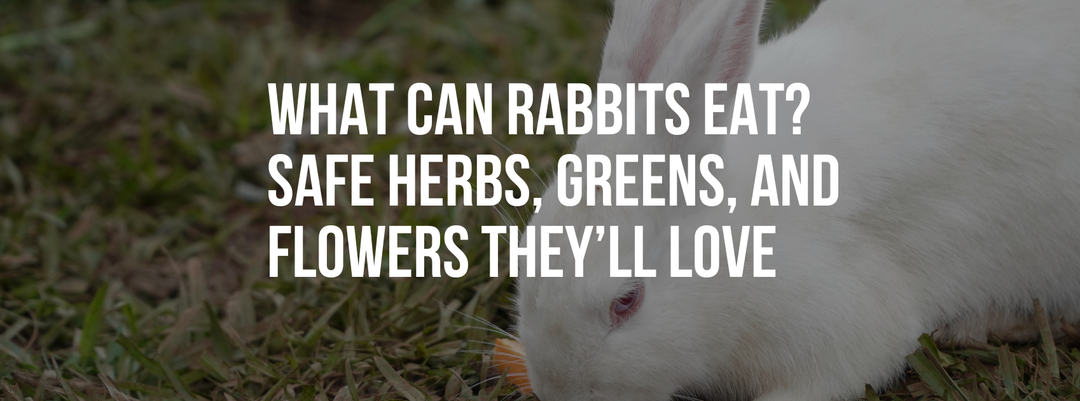 What Can Rabbits Eat? Safe Herbs, Greens, and Flowers They’ll Love