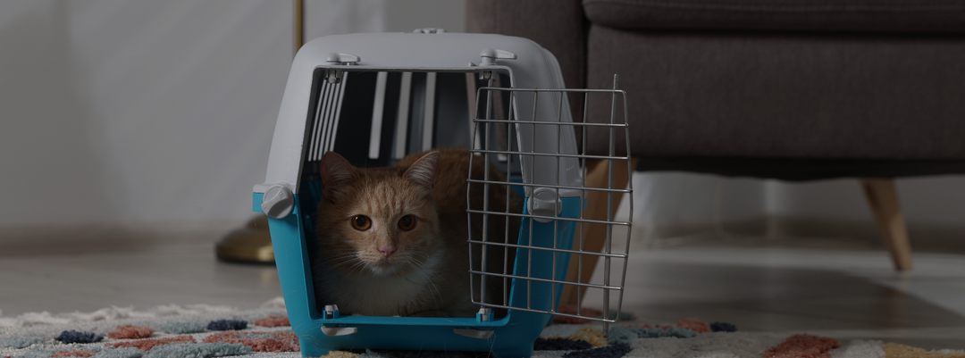 How to Prepare Your Cat for a Vet Visit: 8 Simple Tips