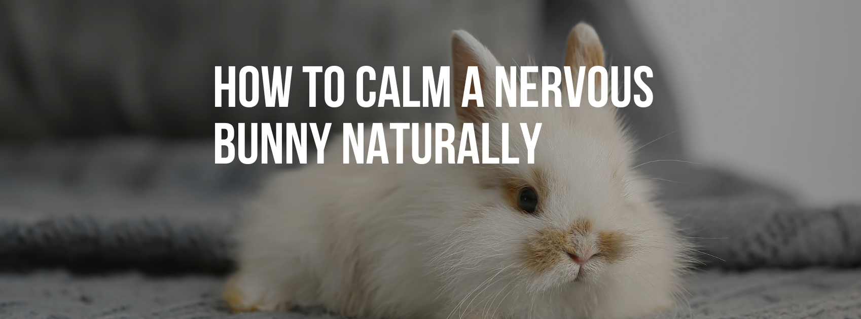 How to Calm a Nervous Bunny Naturally (Simple & Effective Tips)