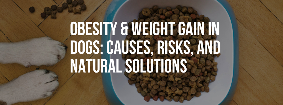 Obesity & Weight Gain in Dogs: Causes, Risks, and Natural Solutions