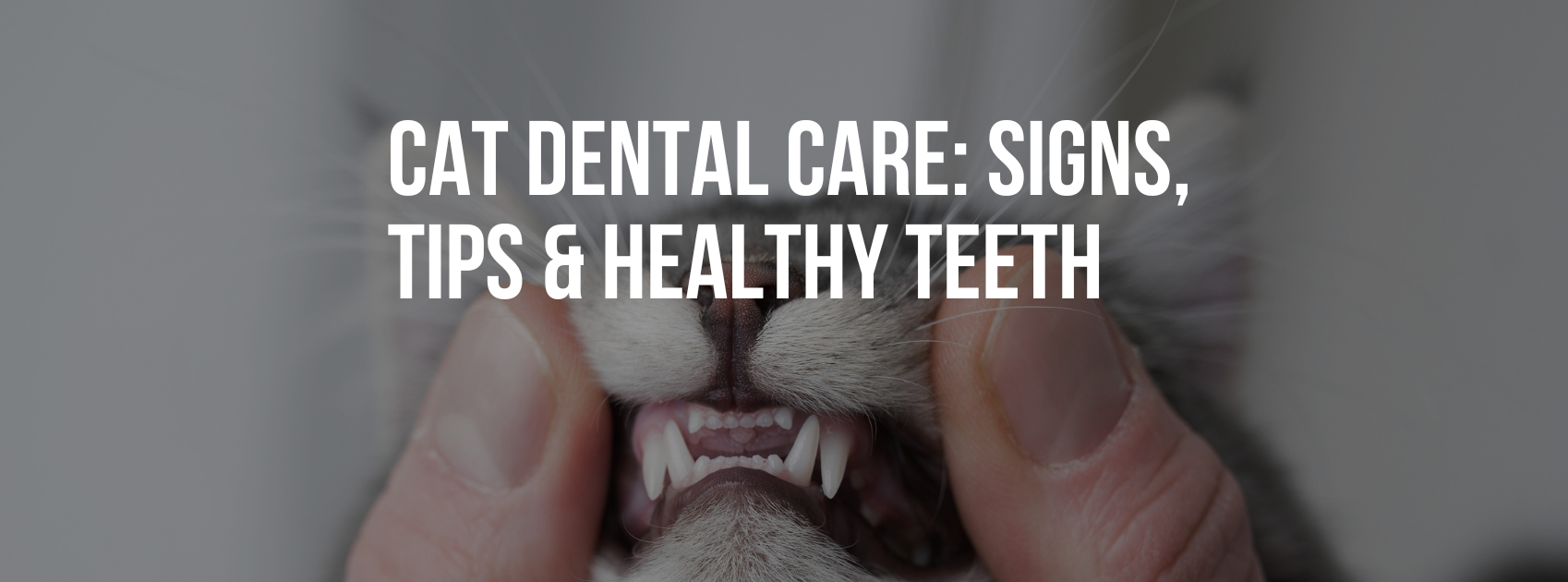 Cat Dental Care: Signs, Tips & Healthy Teeth