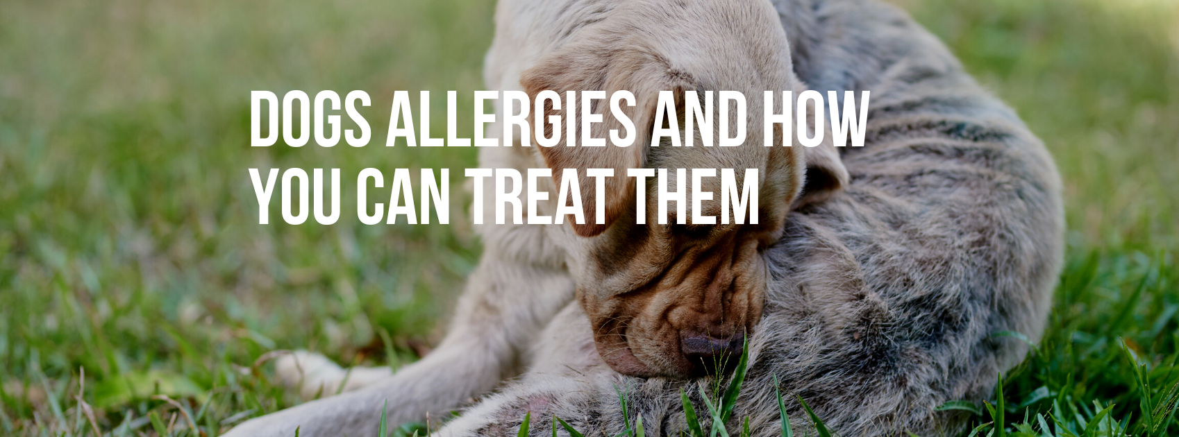 Dogs Allergies and How You Can Treat Them — Healthy Animals 4Ever