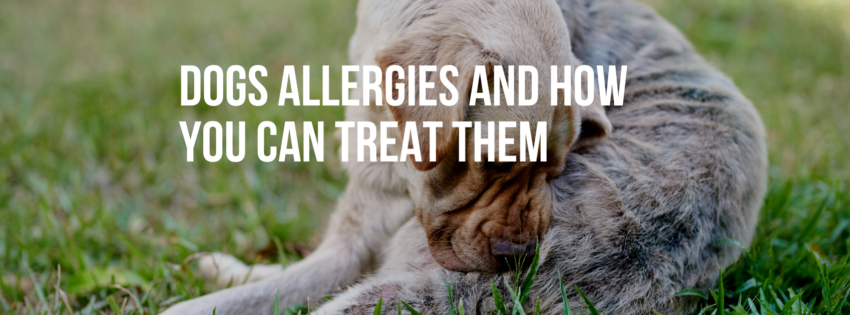 Dogs Allergies and How You Can Treat Them