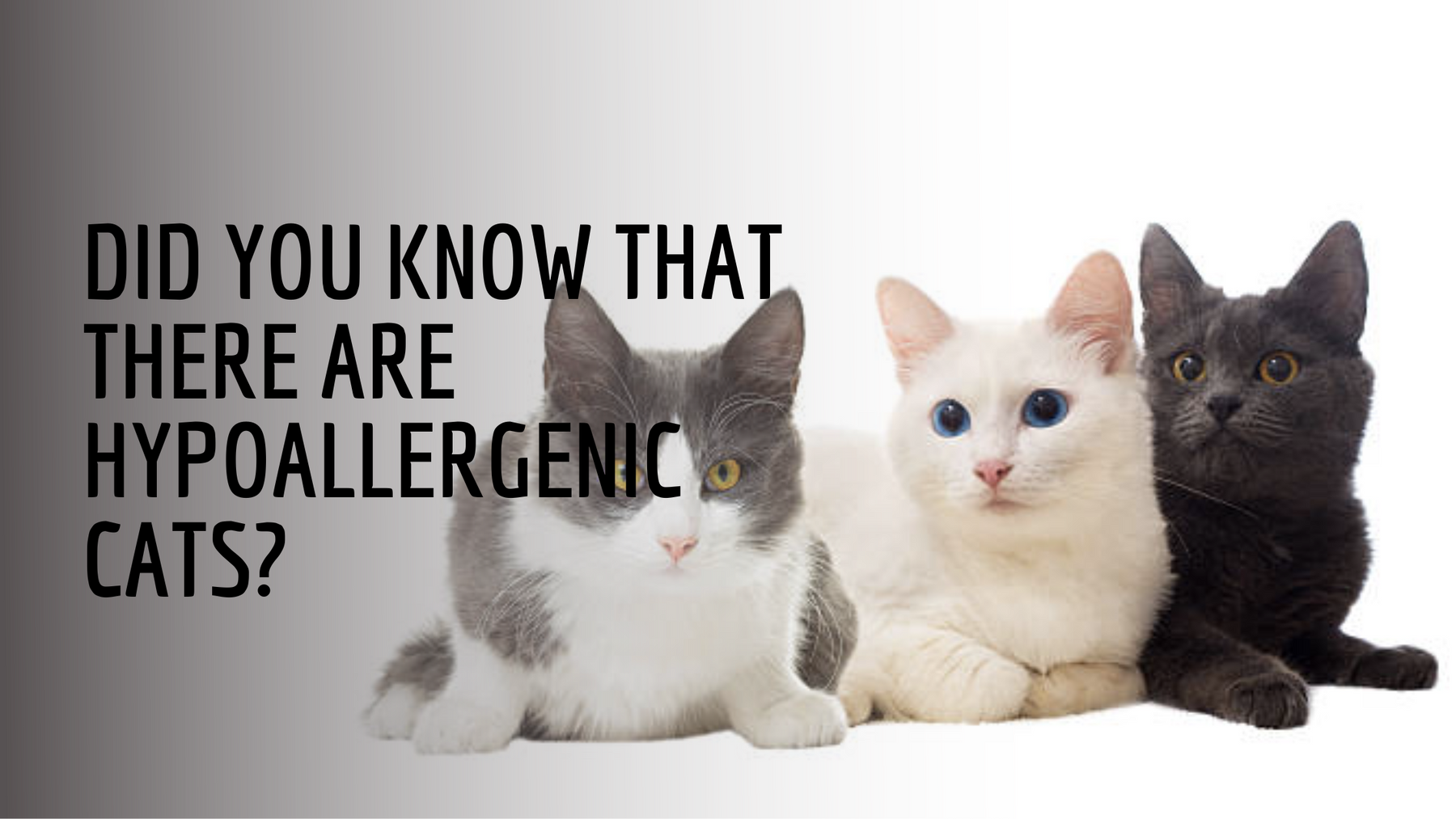 Did You Know That There Are Hypoallergenic Cats?