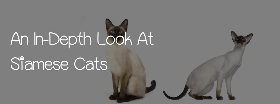 AN IN-DEPTH LOOK AT SIAMESE CATS