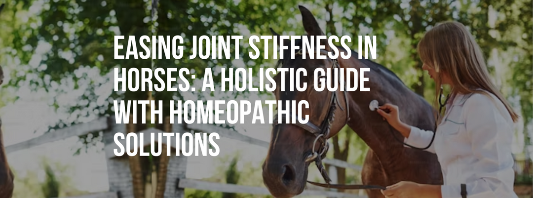 Easing Joint Stiffness in Horses: A Holistic Guide with Homeopathic Solutions