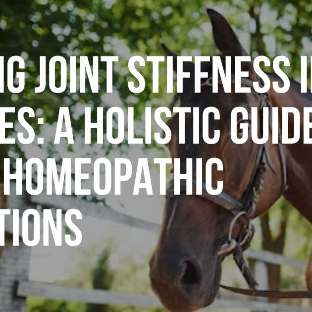 Easing Joint Stiffness in Horses: A Holistic Guide with Homeopathic Solutions