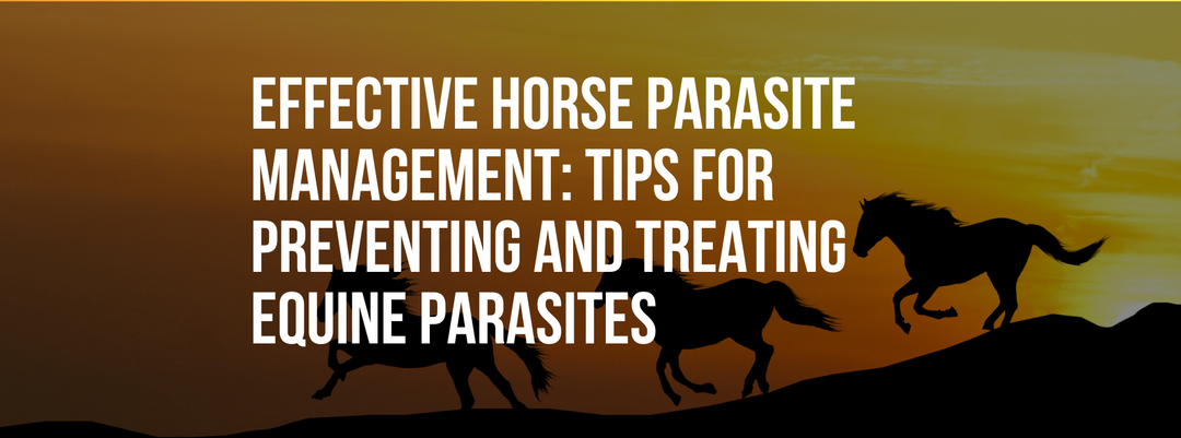 Effective Horse Parasite Management: Tips for Preventing and Treating Equine Parasites