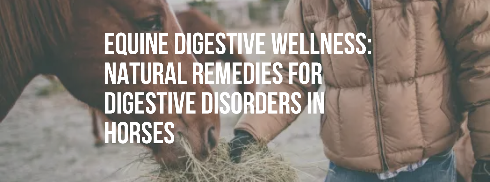 Equine Digestive Wellness Natural Remedies for Digestive Disorders in