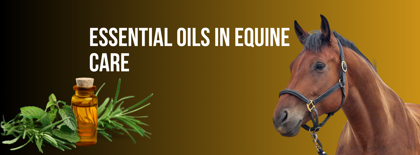 Essential Oils in Equine Care