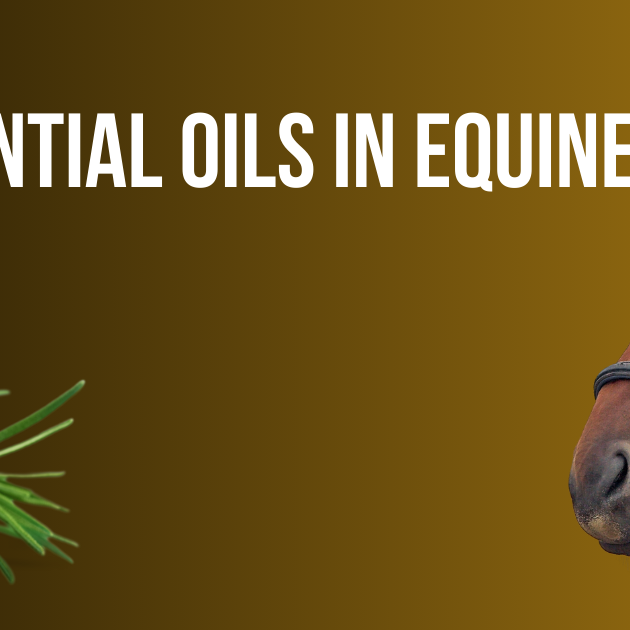 Essential Oils in Equine Care