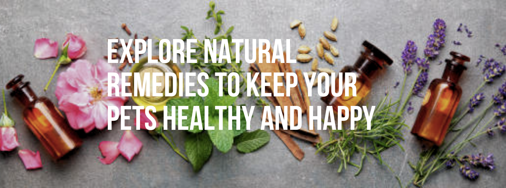 Explore Natural Remedies to Keep Your Pets Healthy and Happy