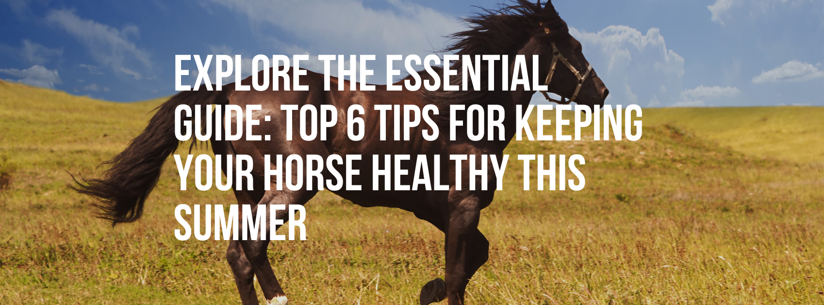 Explore the Essential Guide: Top 6 Tips for Keeping Your Horse Healthy this Summer
