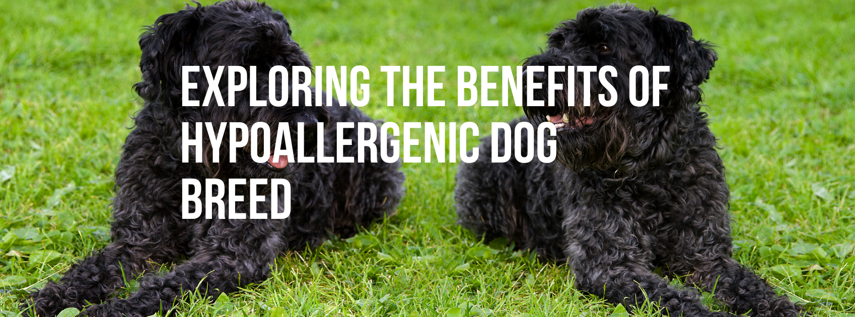 Exploring the Benefits of Hypoallergenic Dog Breed