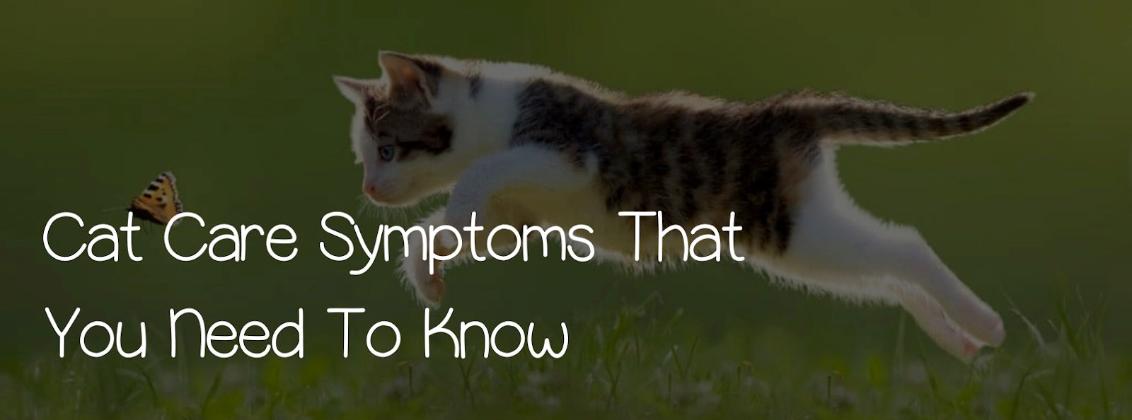 CAT CARE: SYMPTOMS THAT YOU NEED TO KNOW