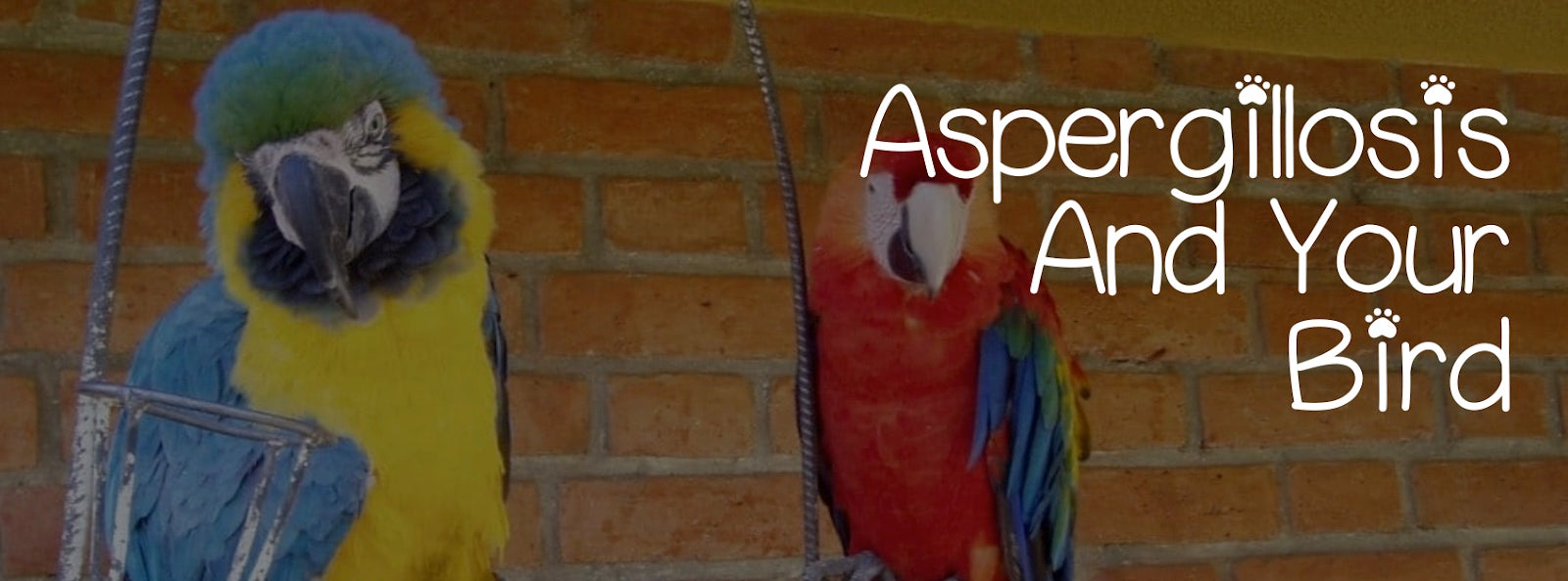 ASPERGILLOSIS AND YOUR BIRD