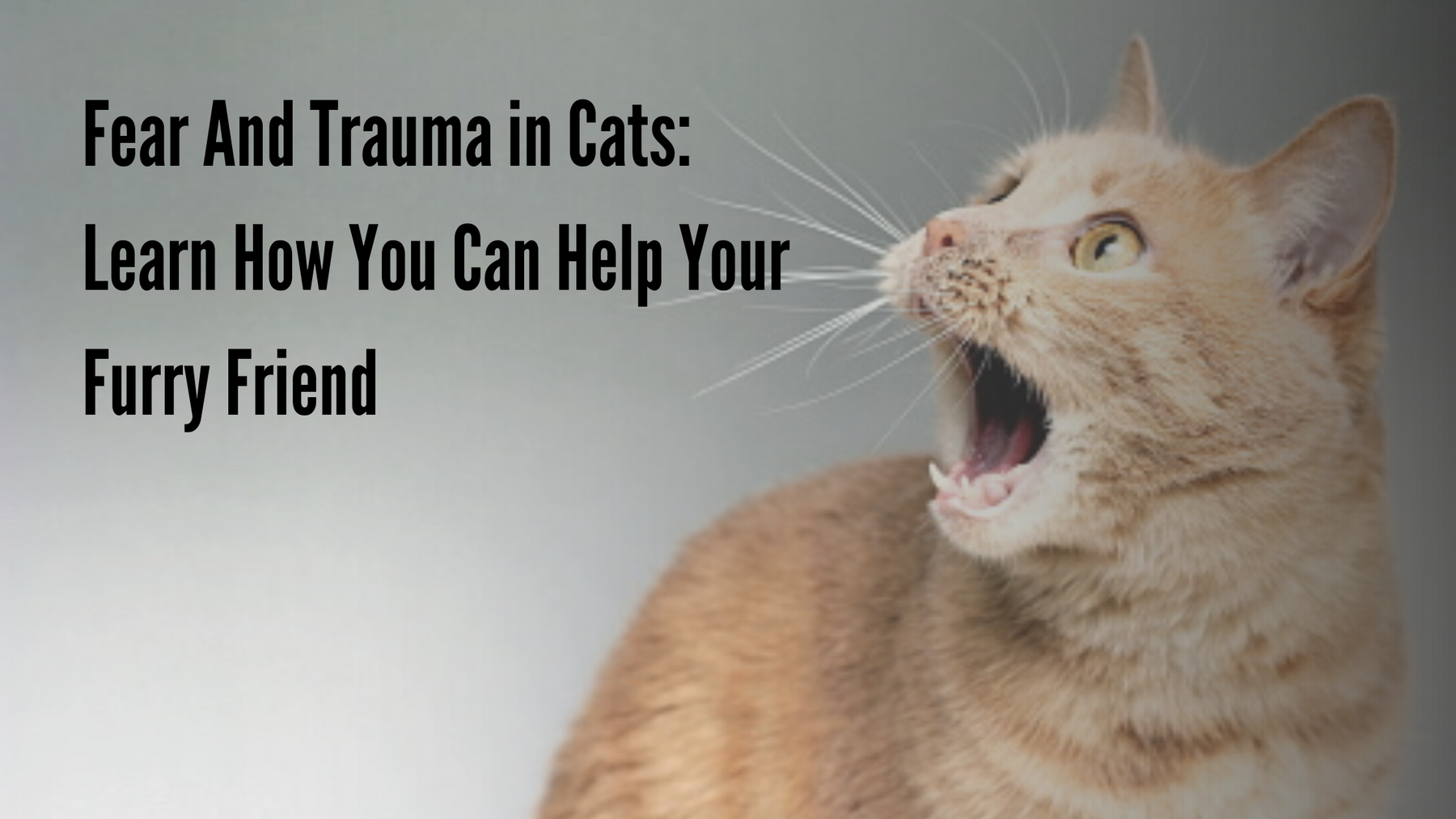 Fear And Trauma in Cats: Learn How You Can Help Your Furry Friend