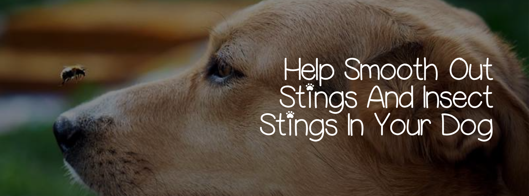 HELP SMOOTH OUT STINGS AND INSECT STINGS IN YOUR DOG