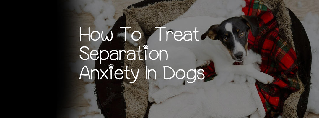 HOW TO TREAT SEPARATION ANXIETY IN DOGS?