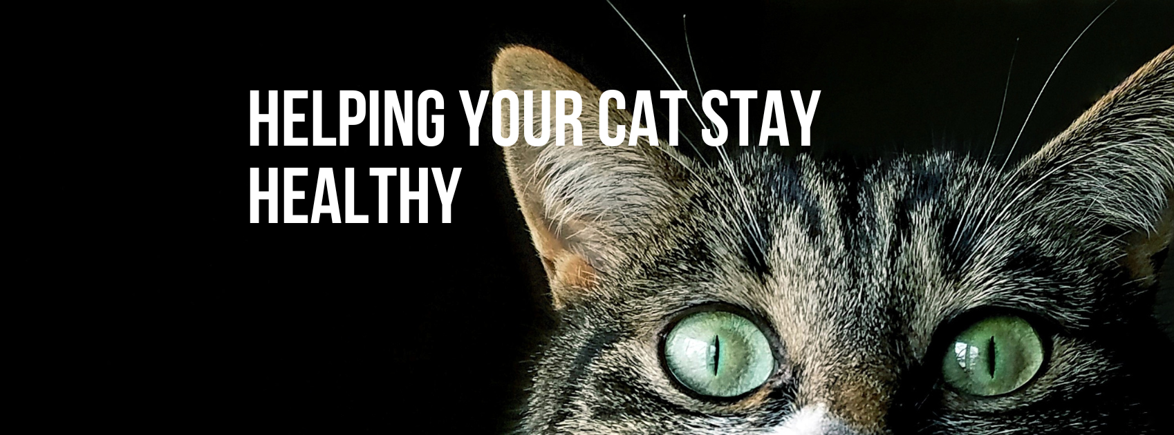 Helping Your Cat Stay Healthy