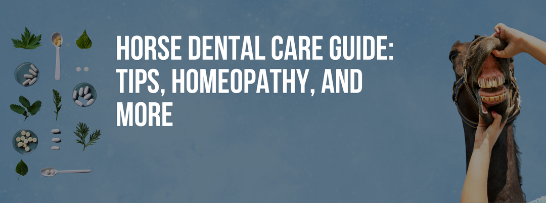 Horse Dental Care Guide: Tips, Homeopathy, and More