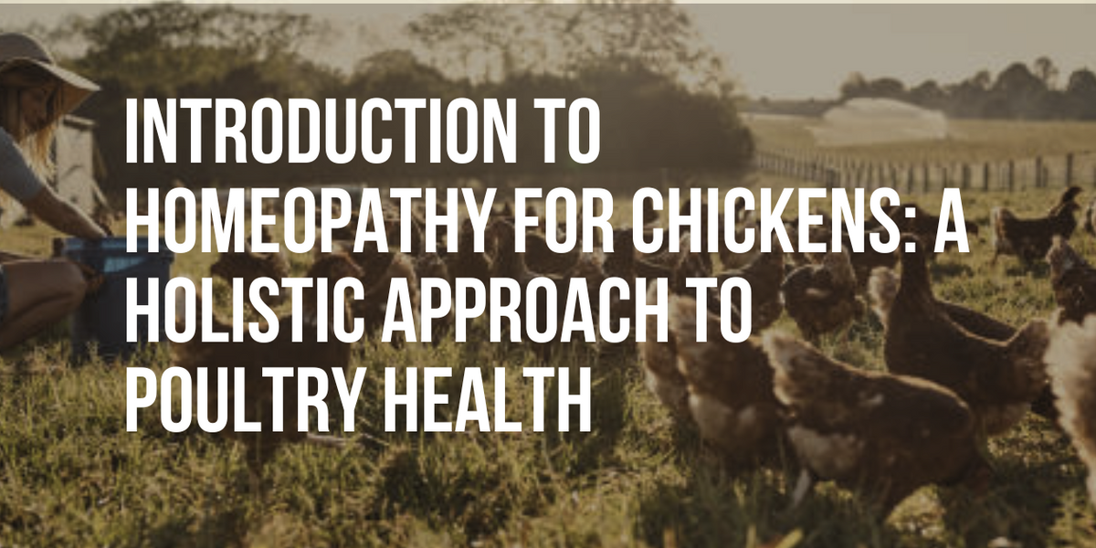 The Poultry Puzzle Challenges in Chicken Farming — Healthy Animals 4Ever