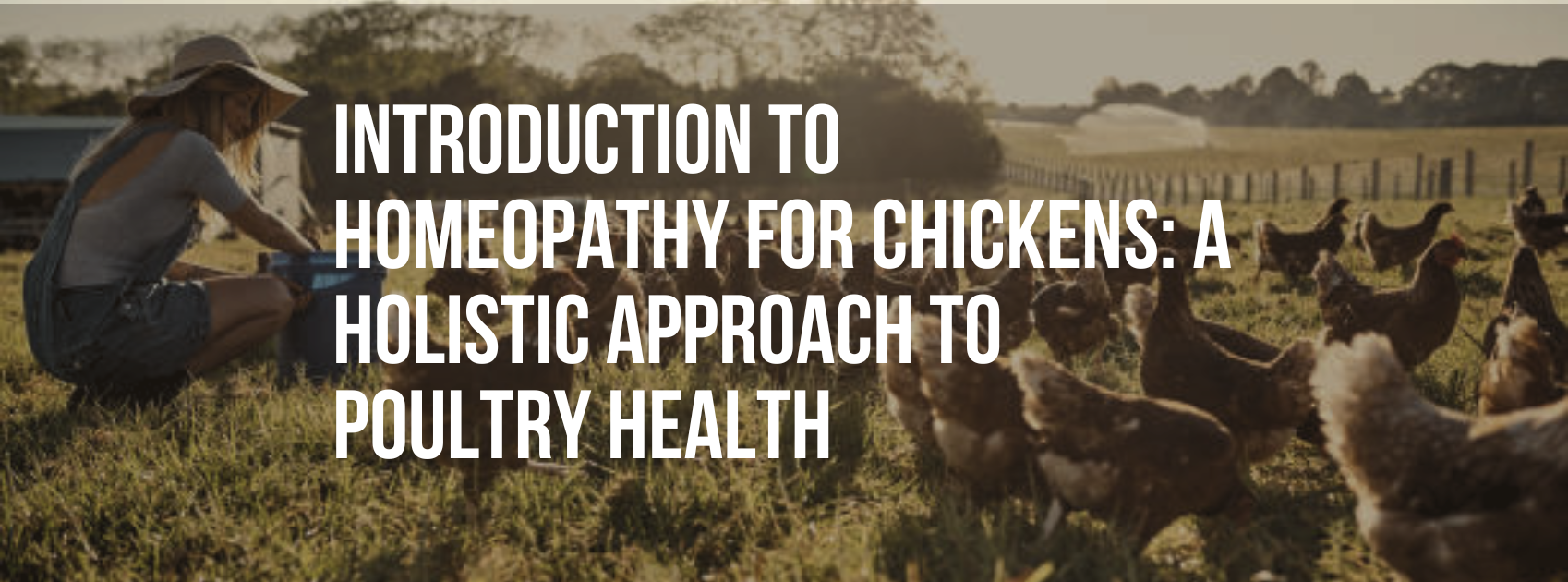 Introduction to Homeopathy for Chickens: A Holistic Approach to Poultry Health