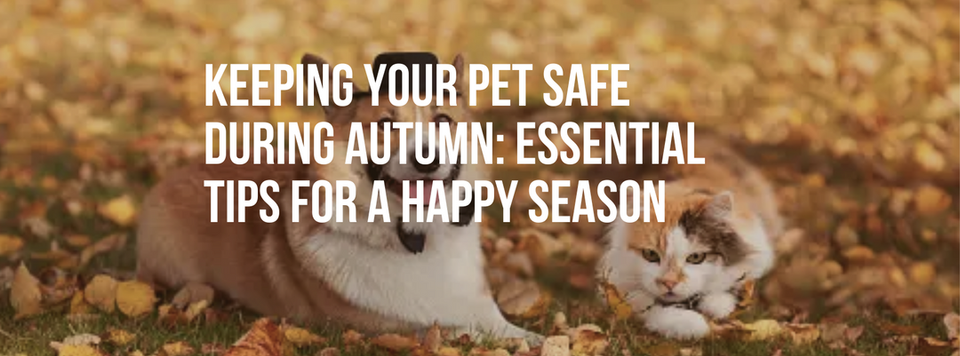Keeping Your Pet Safe During Autumn: Essential Tips for a Happy Season