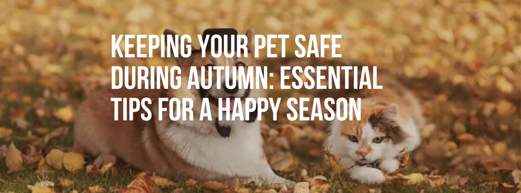 Keeping Your Pet Safe During Autumn: Essential Tips for a Happy Season