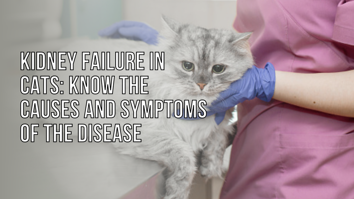 Kidney Failure In Cats Know The Causes And Symptoms — Healthy Animals