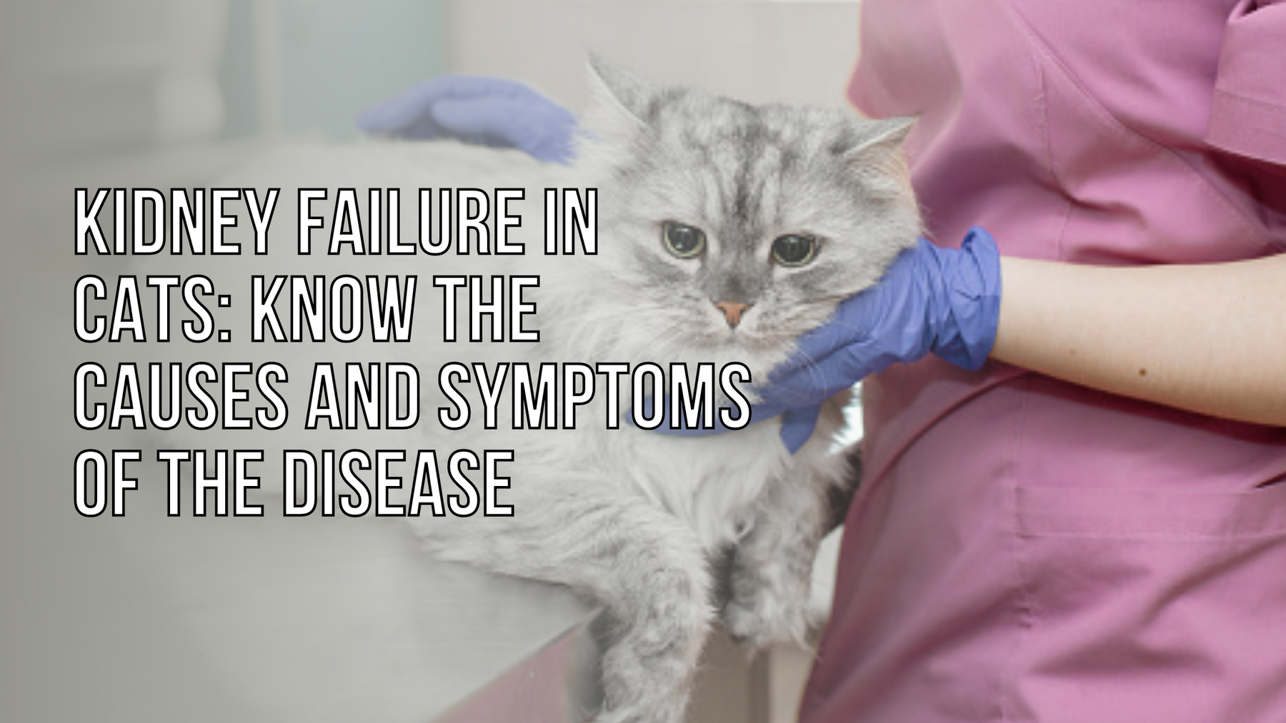 Kidney Failure In Cats: Know The Causes And Symptoms Of The Disease