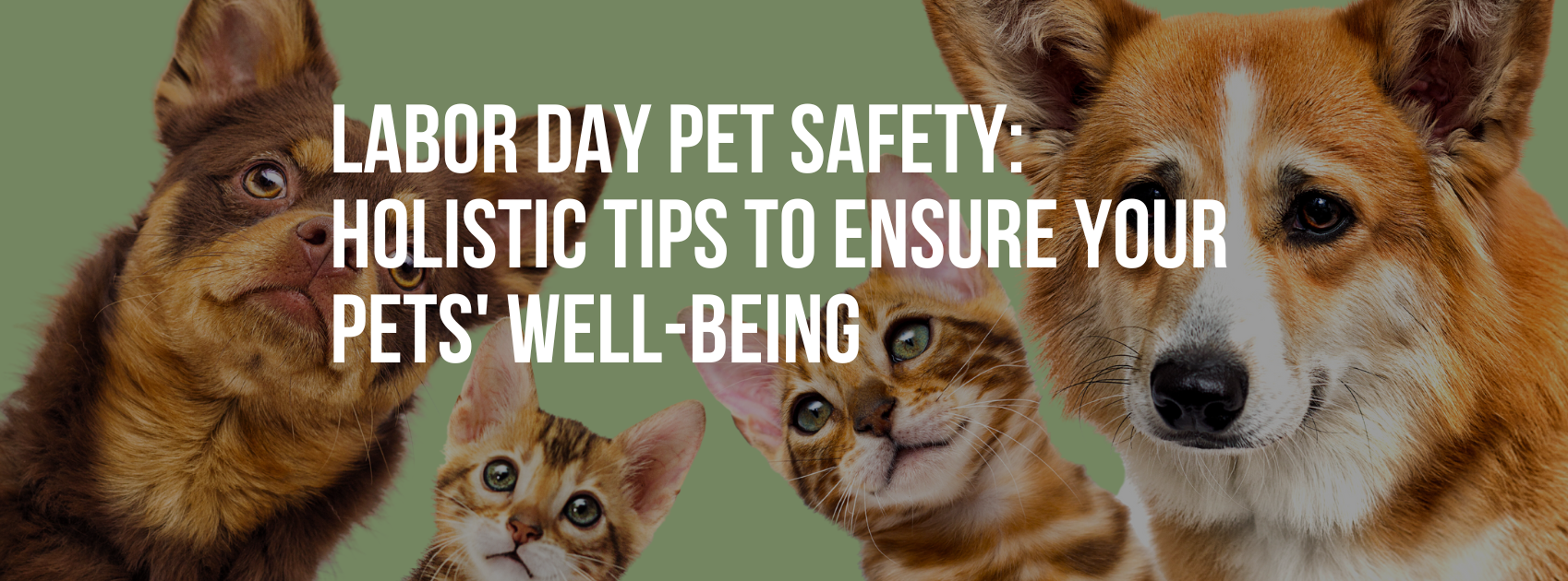 Labor Day Pet Safety: Holistic Tips to Ensure Your Pets' Well-being ...