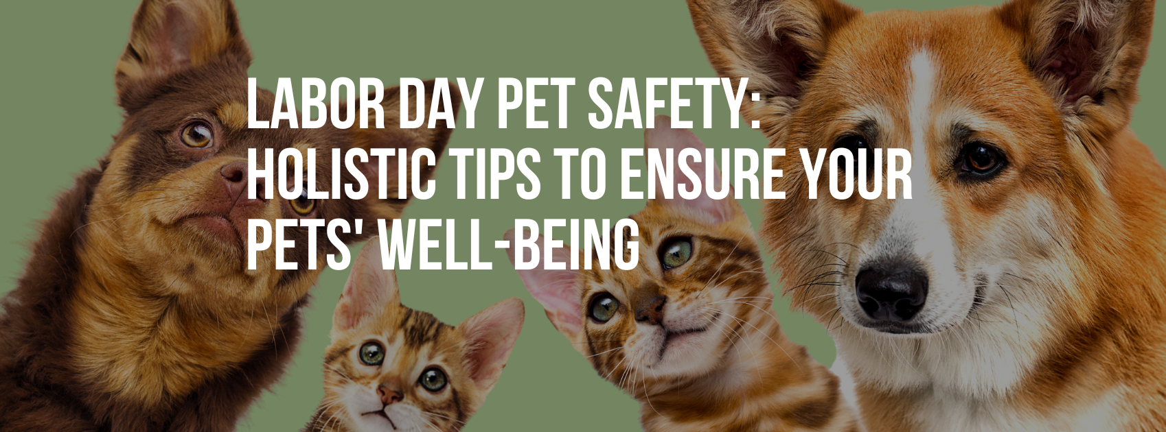 Labor Day Pet Safety: Holistic Tips to Ensure Your Pets' Well-being
