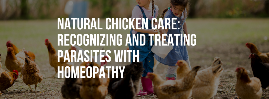 Natural Chicken Care: Recognizing and Treating Parasites with Homeopathy