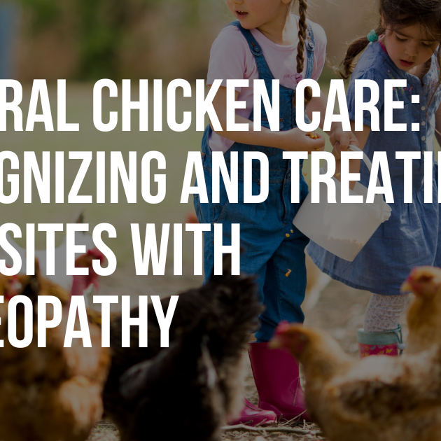 Natural Chicken Care: Recognizing and Treating Parasites with Homeopathy