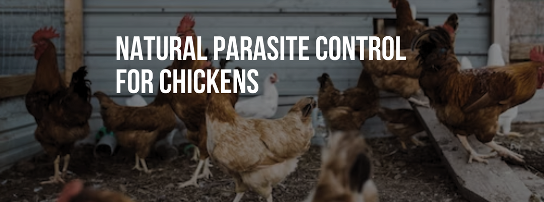 Natural Parasite Control for Chickens