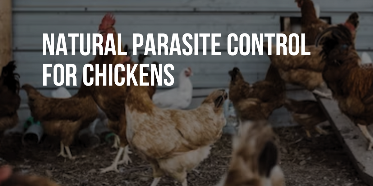 Natural Parasite Control for Chickens — Healthy Animals 4Ever