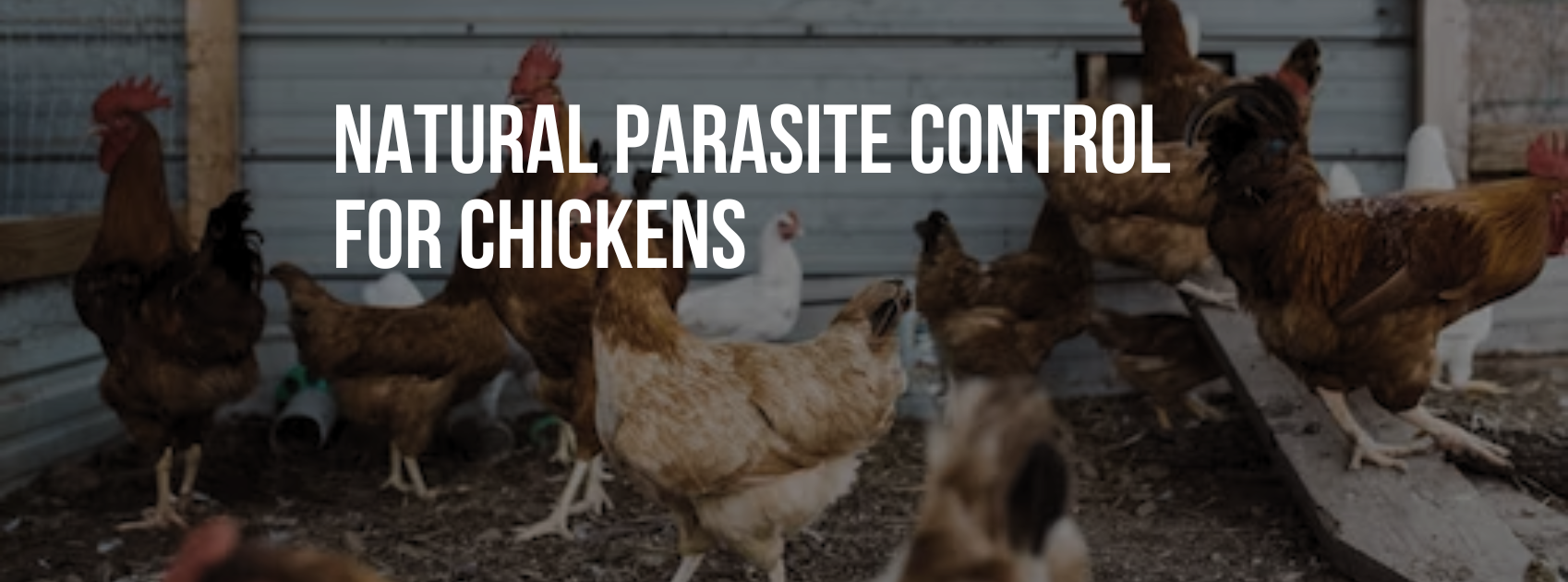 Photo inspiration: Fresh Look at Natural Parasite Control For Chickens