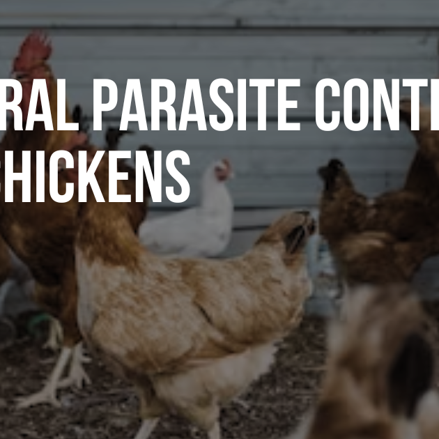 Natural Parasite Control for Chickens