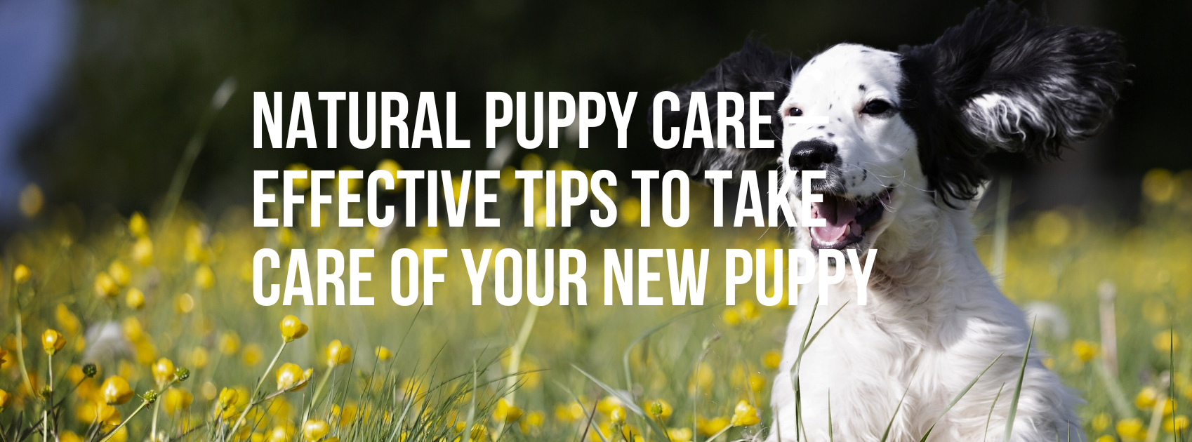 Natural Puppy Care – Effective Tips to Take Care of Your New Puppy