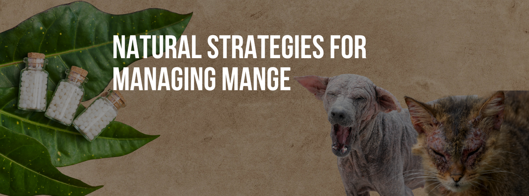 Natural Strategies for Managing Mange