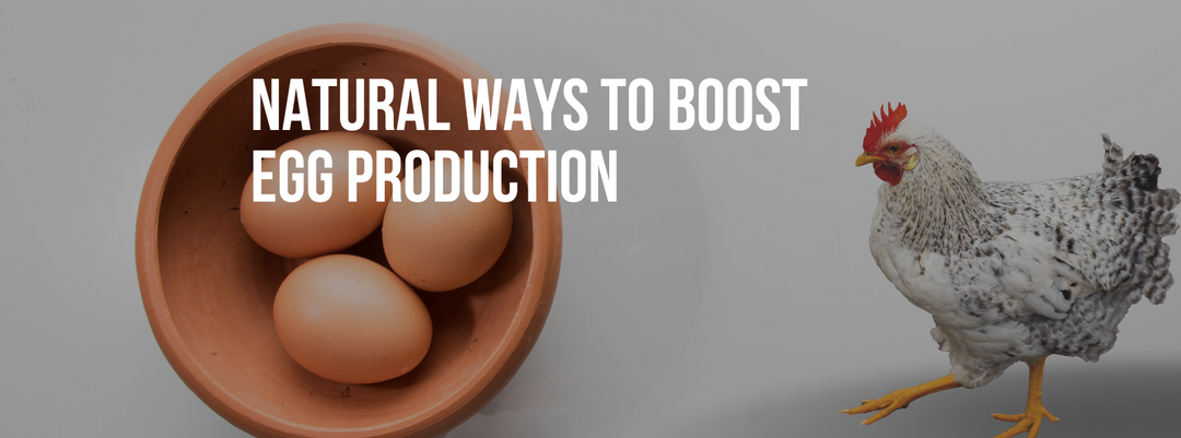 Natural Ways to Boost Egg Production