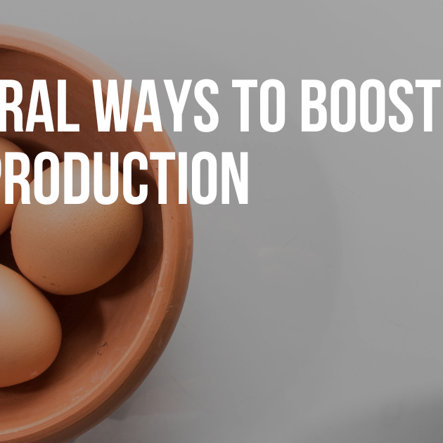 Natural Ways to Boost Egg Production