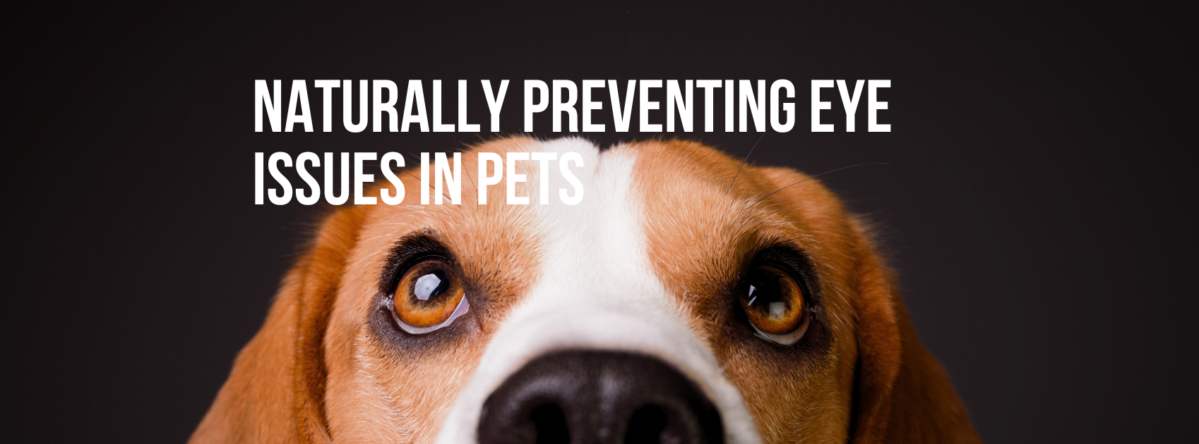 Natural Strategies to Prevent Eye Issues in Pets