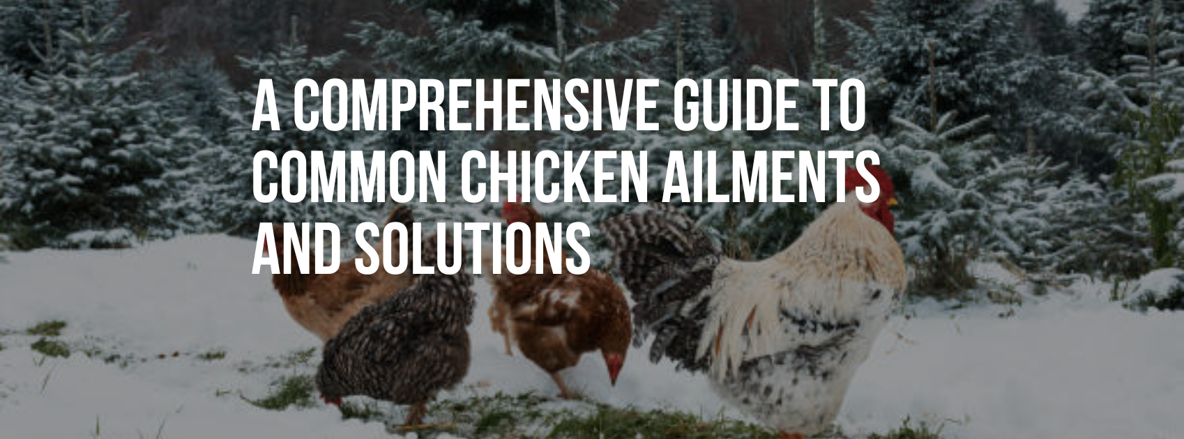 Navigating Winter Challenges: A Comprehensive Guide to Common Chicken Ailments and Solutions