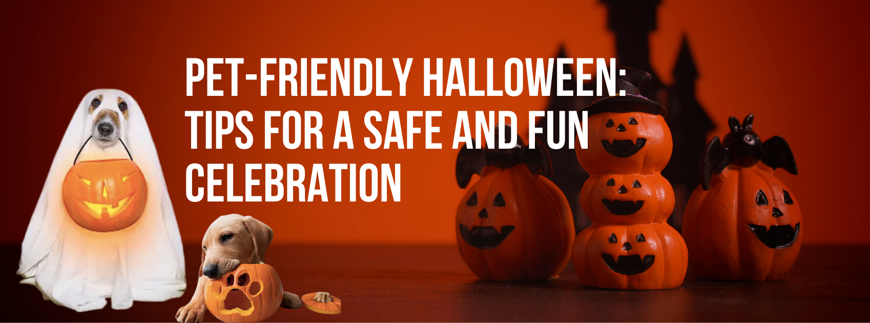 Pet-friendly Halloween: Tips for a safe and fun celebration