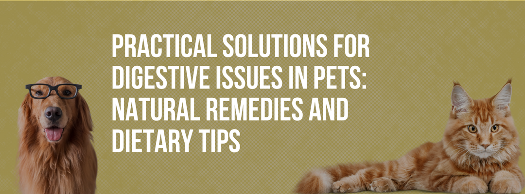 Practical Solutions for Digestive Issues in Pets: Natural Remedies and Dietary Tips