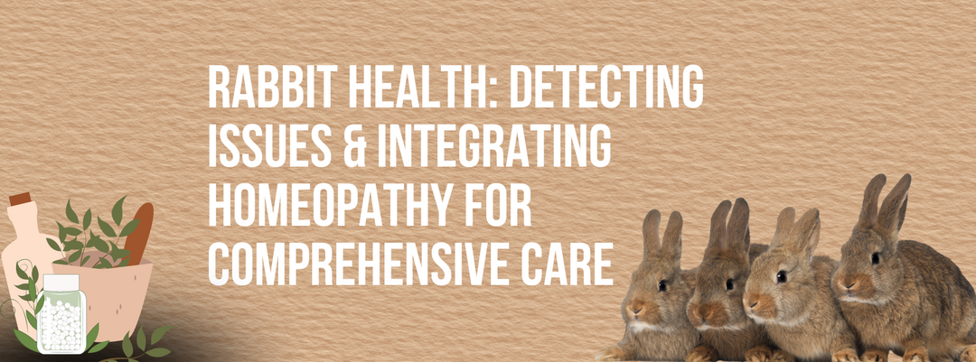 Rabbit Health: Detecting Issues & Integrating Homeopathy for Comprehensive Care
