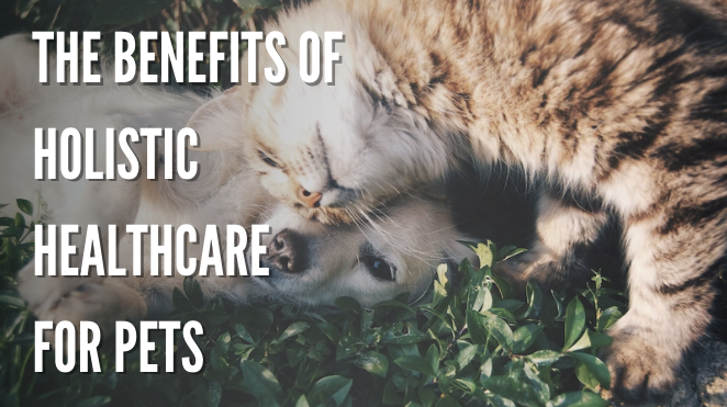 THE BENEFITS OF HOLISTIC HEALTHCARE FOR PETS
