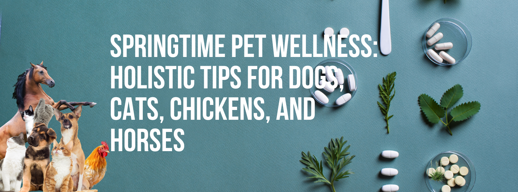 Springtime Pet Wellness: Holistic Tips for Dogs, Cats, Chickens, and Horses